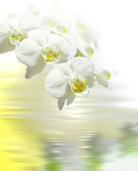 white orchid on the water © malwa