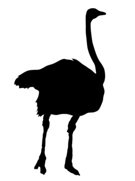 silhouette of ostrich