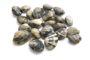 Vongole