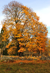 Autumn's tree