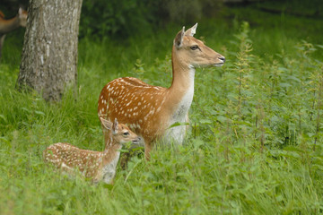 Damwildfamilie