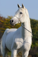 Obraz na płótnie Canvas biały koni arabskich