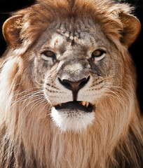 lion