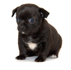 Obraz premium Chihuahua dog on white background