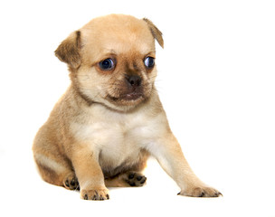 Chihuahua dog on white background