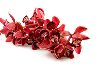 beautiful red orchid over white background