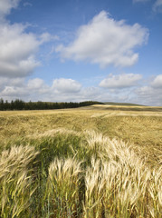Wheaten field
