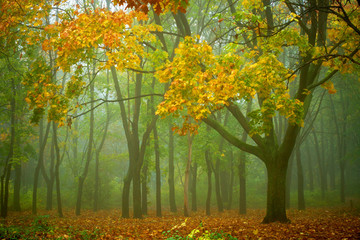 autumn park background