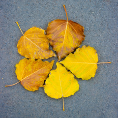 Five autumn leaves on asphalt