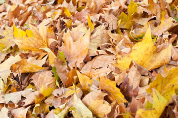 brown leaves