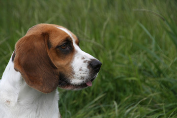 Beagle