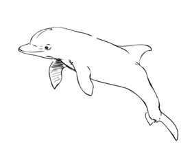 bottlenose dolphin