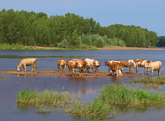 Fototapeta na wymiar Cows near river