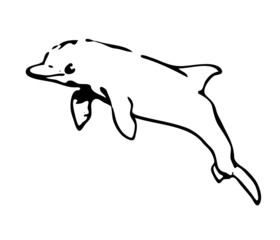 bottlenose dolphin