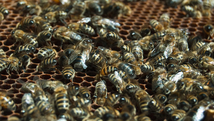 bees