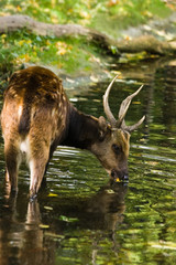 Male Philippine spotted deer drinking - 18510354