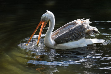 Pelican swimming and fishing in sunshine - 18510398