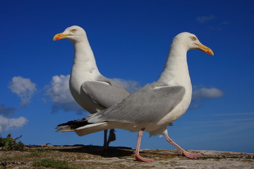 A pair of herring gulls