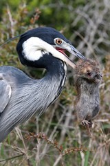 Naklejka premium Heron Bird and Rat