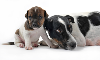 chienne et chiot jack russel terrier