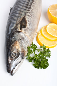 raw mackerel with parsley and lemon on white