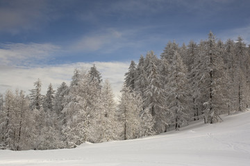 Fototapeta premium Winter