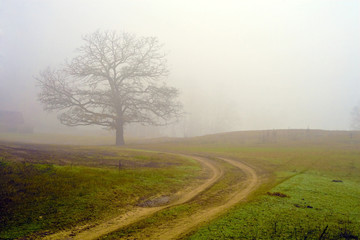 Foggy field of a tree.