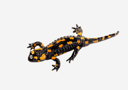 Feuersalamander_d0218