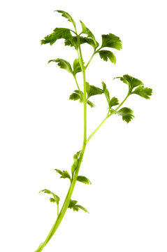 ground with  green parsley on a white background.