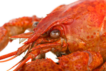 Crayfish head closeup