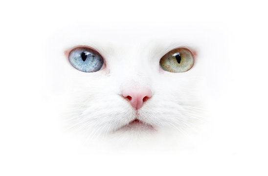 Portrait wei&szlig;e Katze odd eyed