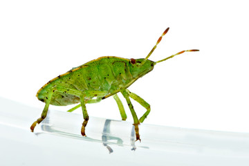 Green shield backed bug (Palomena prasina)