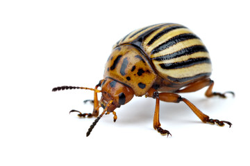 Potato bug (leptinotarsa decemlineata)