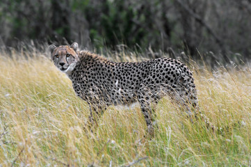 Cheetah (Acinonyx jubatus), Masai Mara, Kenya