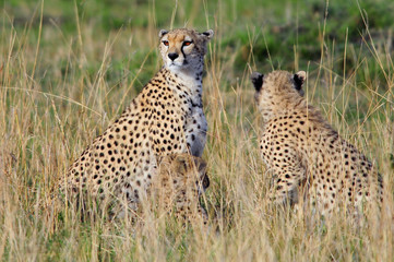 Cheetah (Acinonyx jubatus), Masai Mara, Kenya