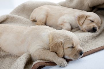 sleeping puppies of golden retriever