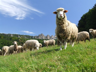 Obraz premium sheep grazing