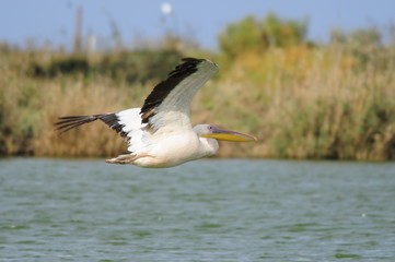 Fototapeta na wymiar Great White Pelican (Pelecanus onocrotalus) w locie
