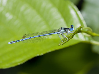 Blue dragonfly with huge eyes on green leaf, close up