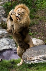 Lion