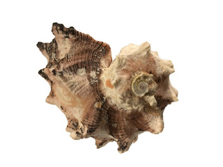 Conch isolated on white