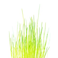 Obraz premium Gras
