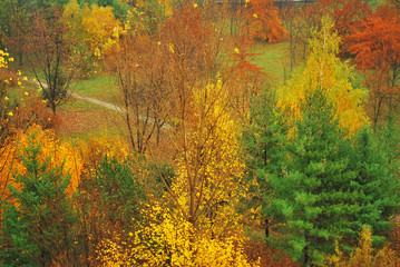 Fototapeta premium Autumn Forest