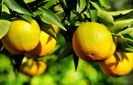 Oranges on tree.