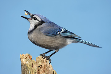 Blue Jay With A Peanut