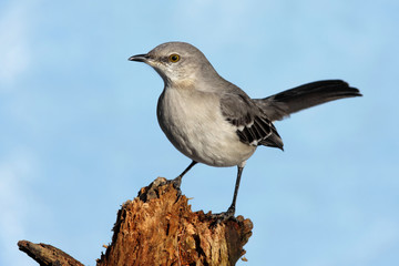 Obraz premium Northern Mockingbird (Mimus polyglottos)