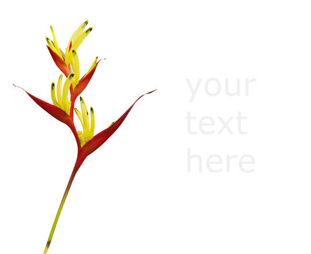 isolated bird of paraside flower with clipping path