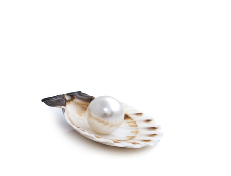 seashell and pearl on white