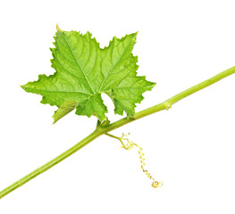Pumpkin leaf isolated on white background