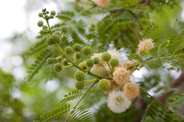 Acacia